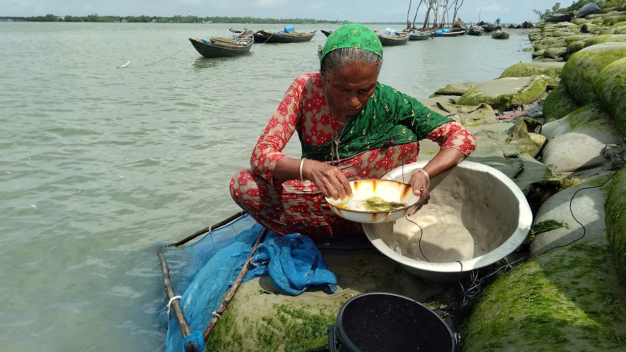 চিংড়ির পোনায় ৫০ হাজার মানুষের জীবিকা