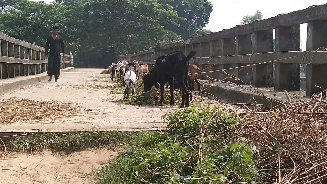 কোটি টাকার সেতু যেন ‘ছাগলের খামার’