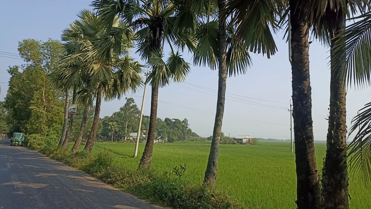 প্রকৃতি থেকে হারাতে বসেছে ‘বজ্রপাত প্রতিরোধক’ তালগাছ