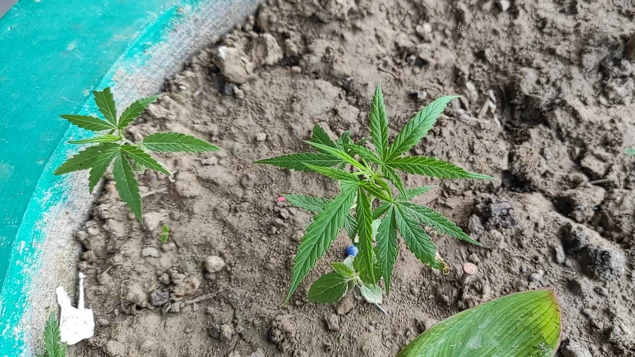 যবিপ্রবির জিমনেসিয়ামের ফুলের টবে গাঁজা গাছ