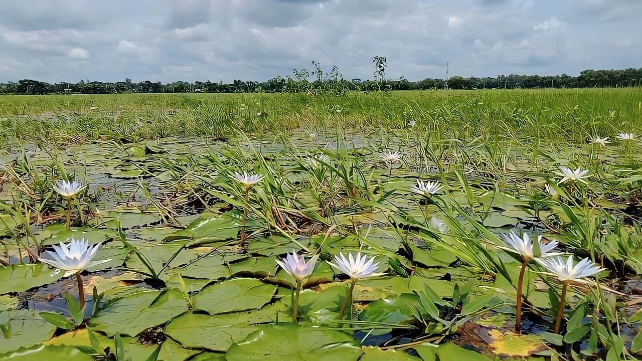 অস্তিত্ব হারাতে বসেছে জাতীয় ফুল শাপলা