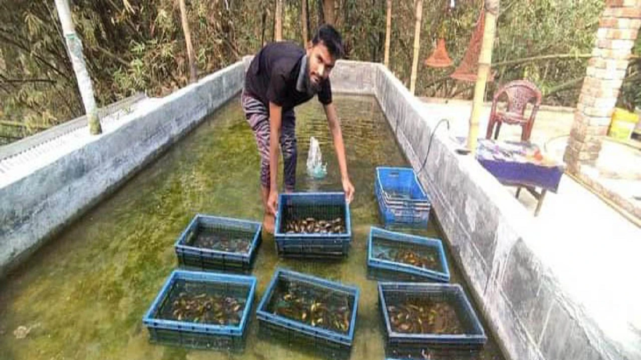 যশোরে বাড়ির ছাদেই মুক্তা চাষ