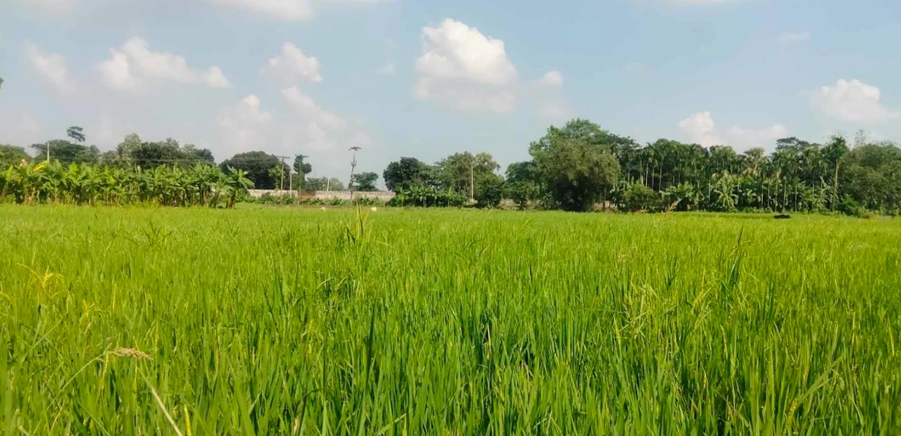 আমন ধানের সবুজ পাতায় দুলছে কৃষকের স্বপ্ন