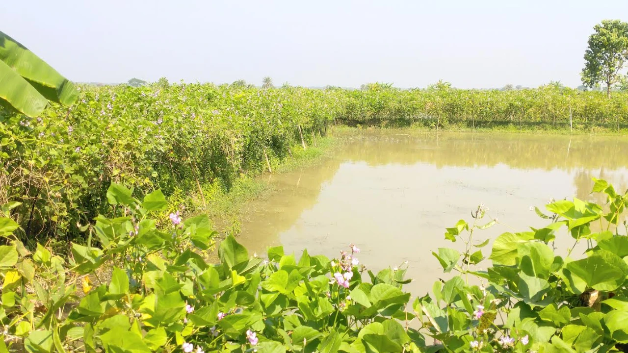ওপরে শিম নিচে মাছ, স্বাবলম্বী কেশবপুরের দেড় হাজার কৃষক