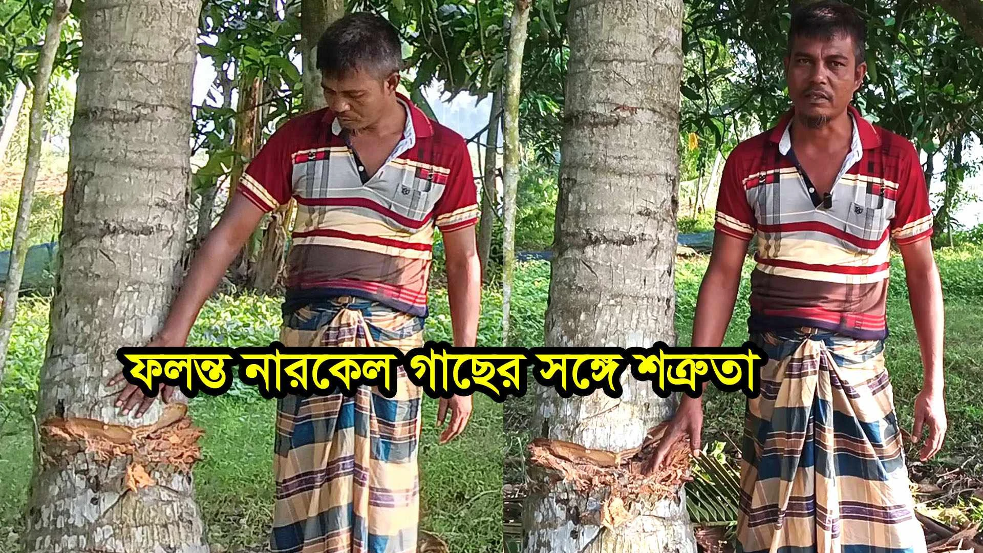 কেশবপুরে শত্রুতার বলি কৃষকের তিন ফলন্ত নারকেল গাছ