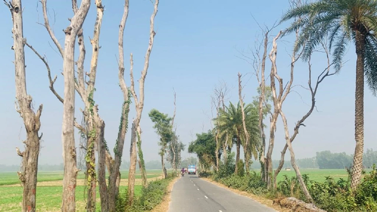 রাস্তার দু’পাশের মরা গাছ যেন মরণফাঁদ