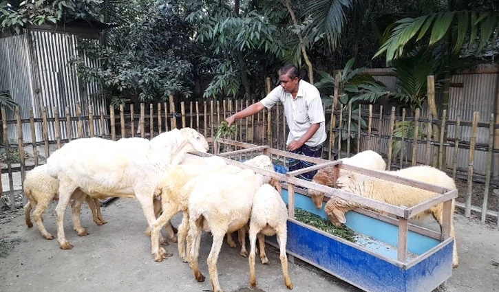 দুম্বা পালন করে স্বাবলম্বী হতে চান বাংলাদেশী জোবায়দুর