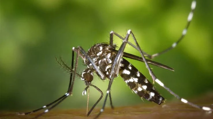 এডিস নিয়ন্ত্রণে ব্যর্থতায় ডেঙ্গুর মহামারী রূপ; স্বাস্থ্য অধিদপ্তরের দাবী ভিন্ন