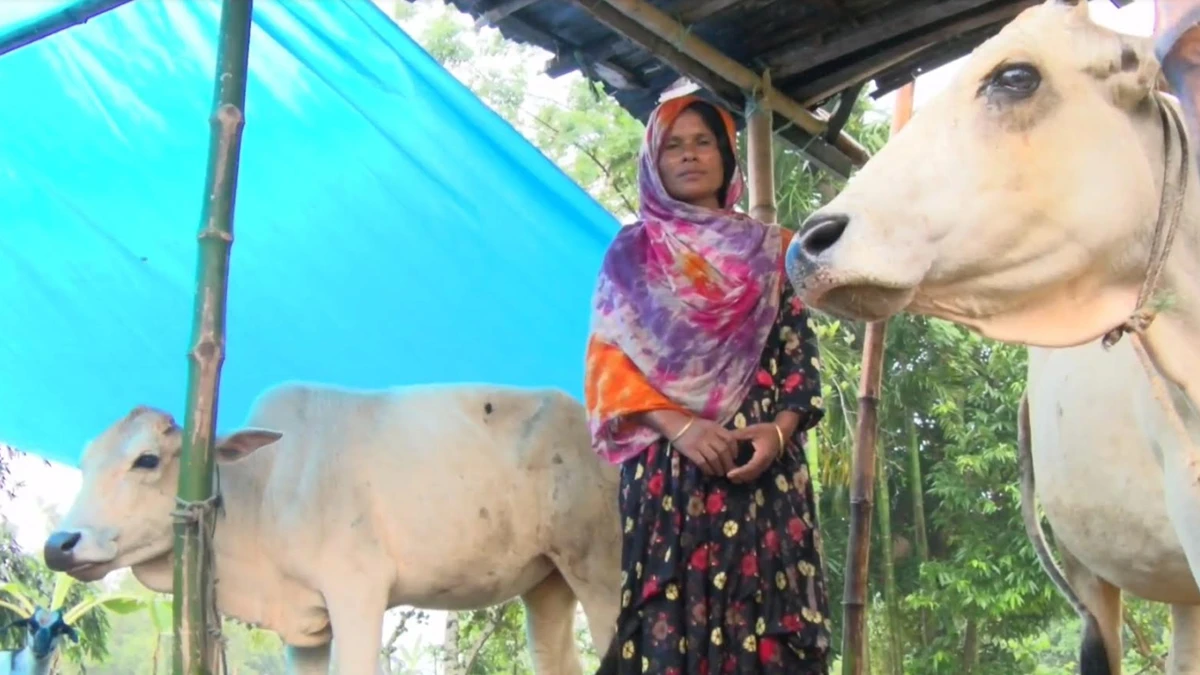 বসতবাড়িতে হাঁটু পানি, গবাদি পশু নিয়ে রাস্তায় বানভাসিরা