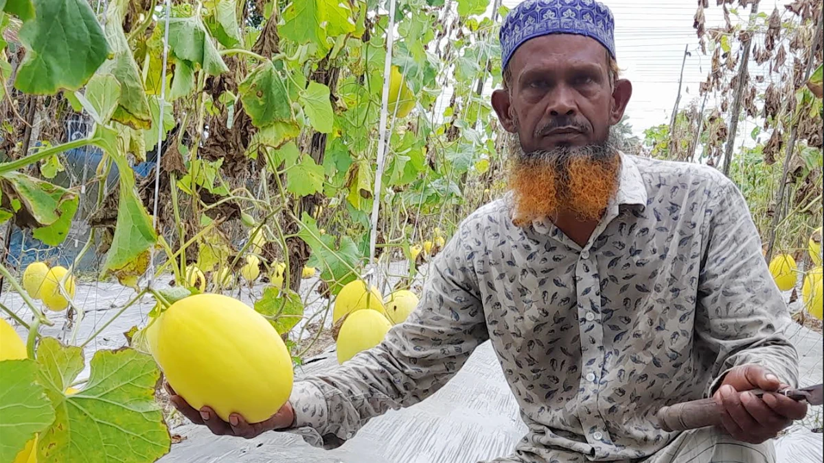 ইউটিউব দেখে সাম্মাম চাষ, কপাল খুললো চাষির