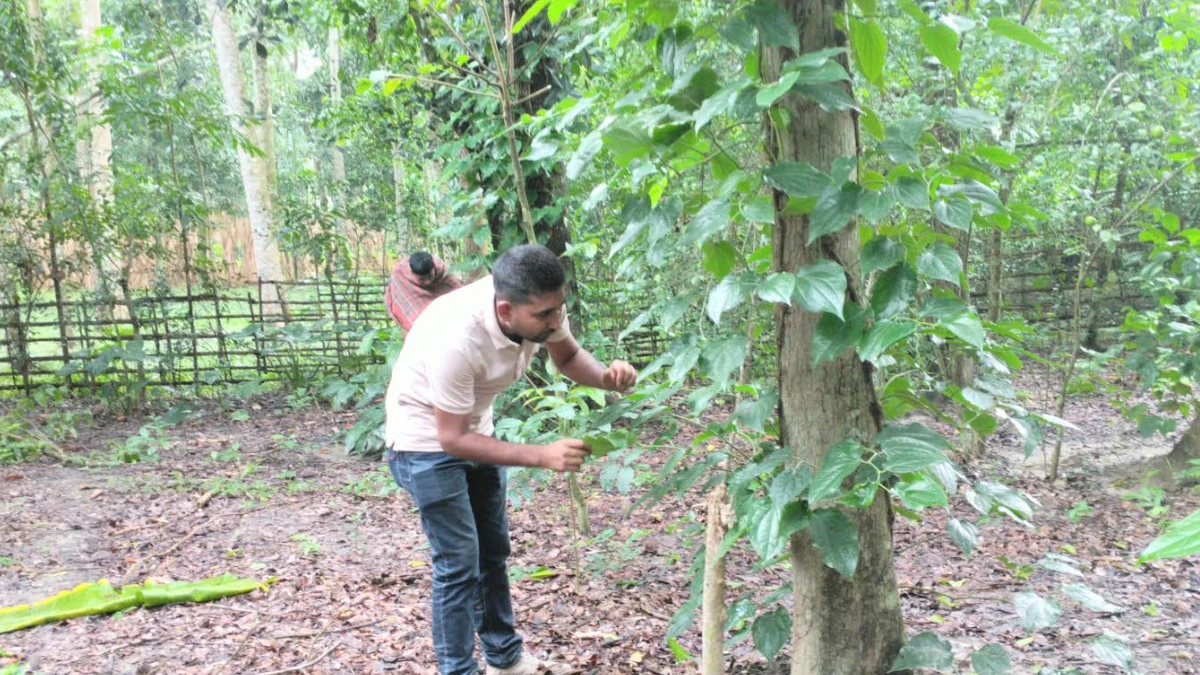 যশোরের ৭০০ যুবক চুইঝাল চাষে স্বাবলম্বী