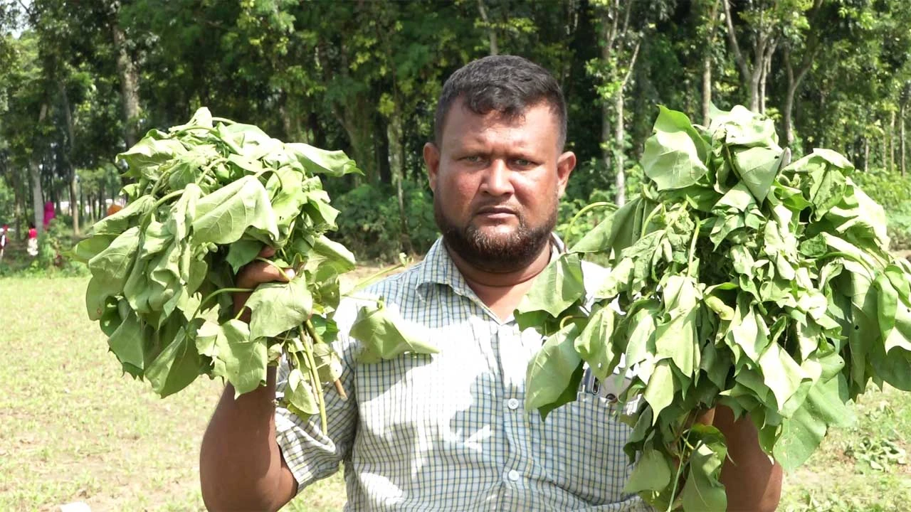 কৃষকের দুই বিঘা জমির তুলা গাছ কেটে দিল দুর্বৃত্তরা