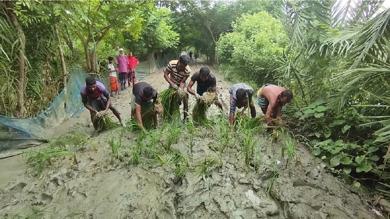 রাস্তায় ধানের চারা লাগিয়ে প্রতিবাদ