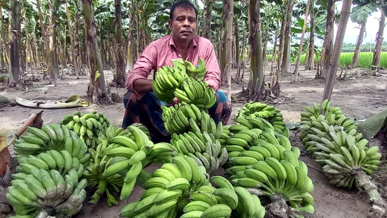 কৃষকের সাড়ে ৫০০ কলার কাঁদি কেটে ফেলল দুর্বৃত্তরা