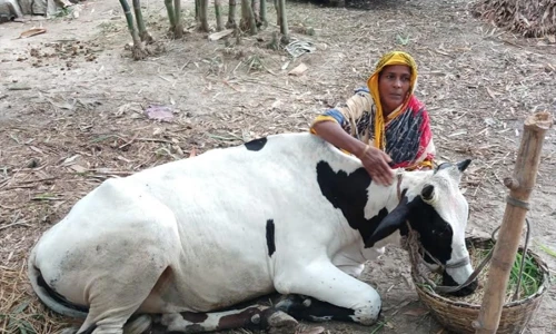 সরকারি ভ্যাকসিনে ১২টি গরুর মৃত্যু, অসুস্থ অর্ধশতাধিক