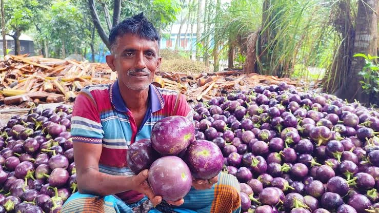 ‘তাল বেগুন’ চাষে কৃষকের মুখে হাসি