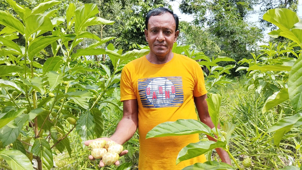 ইউটিউব দেখে ননী ফল ও করোসল চাষে ভাগ্য পরিবর্তন কৃষকের