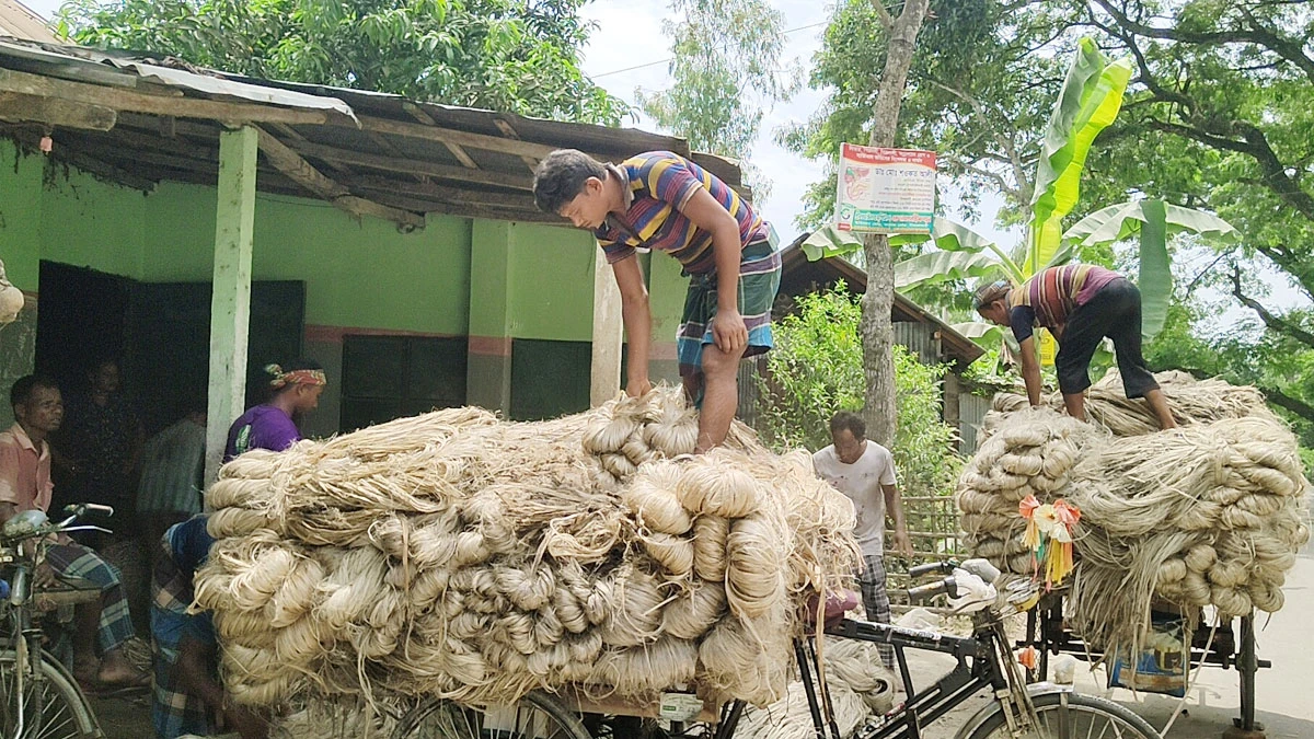 সোনালি আঁশ যেন কৃষকের গলার ফাঁস