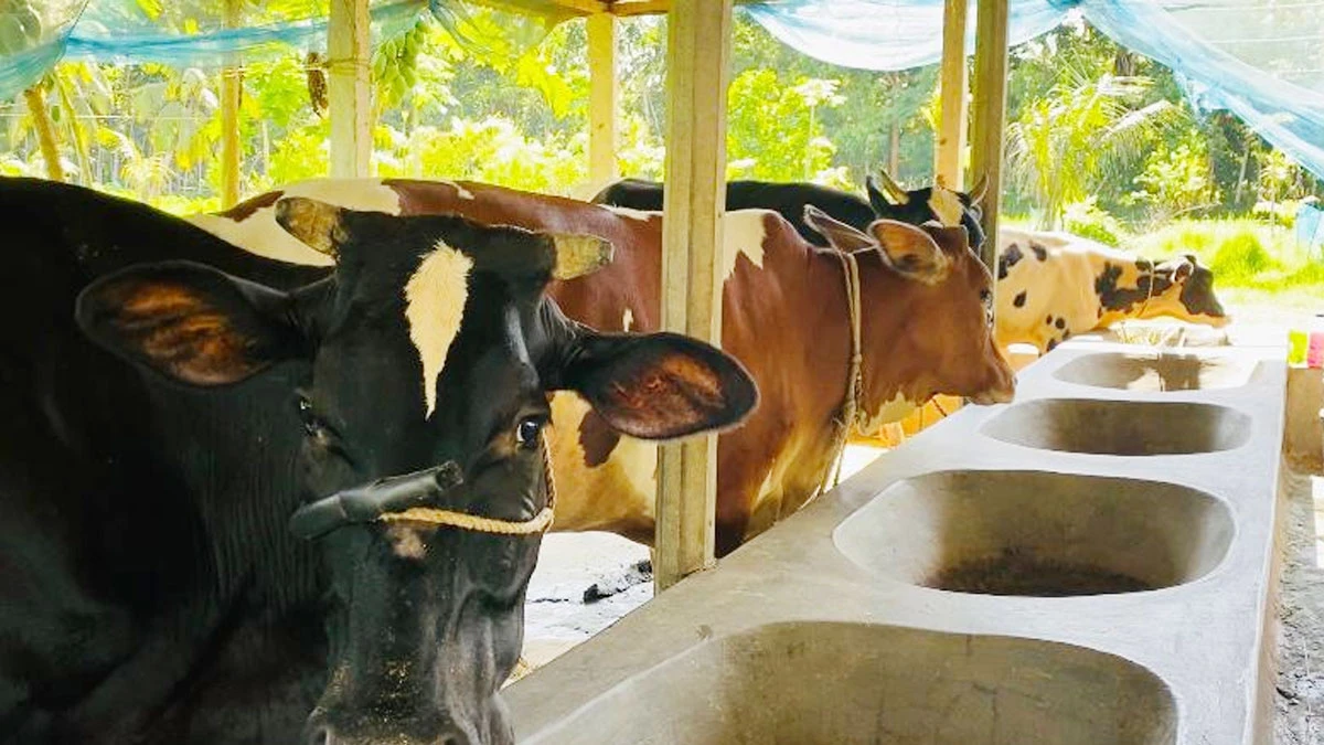 ডেইরি খামারে সফল নিজাম, বছরে আয় ৬ লাখ