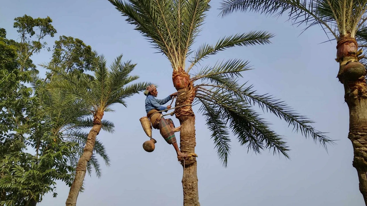 বিলুপ্তির পথে যশোরের ঐতিহ্য খেজুরের রস