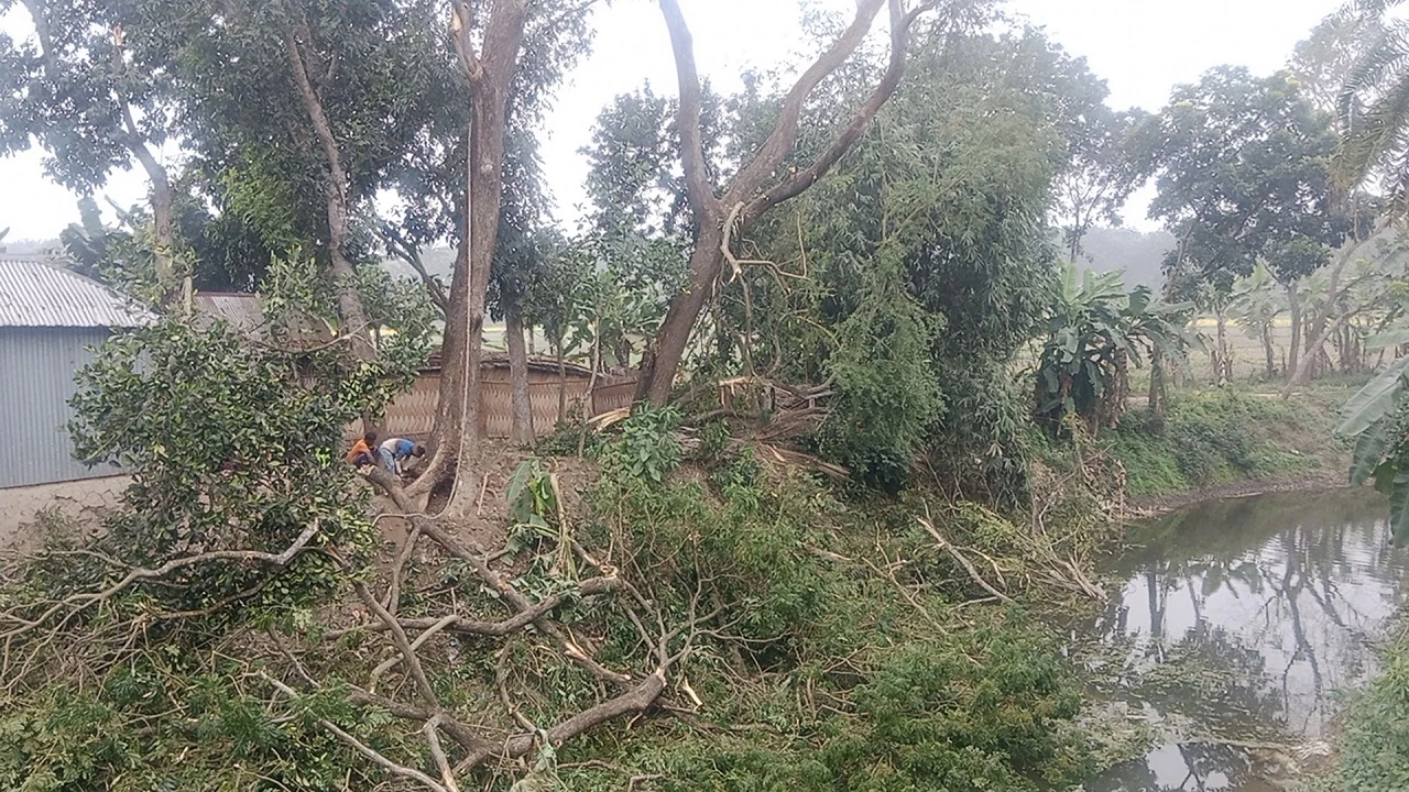 সরকারি গাছ কেটে সাবাড় করলেন মেম্বার