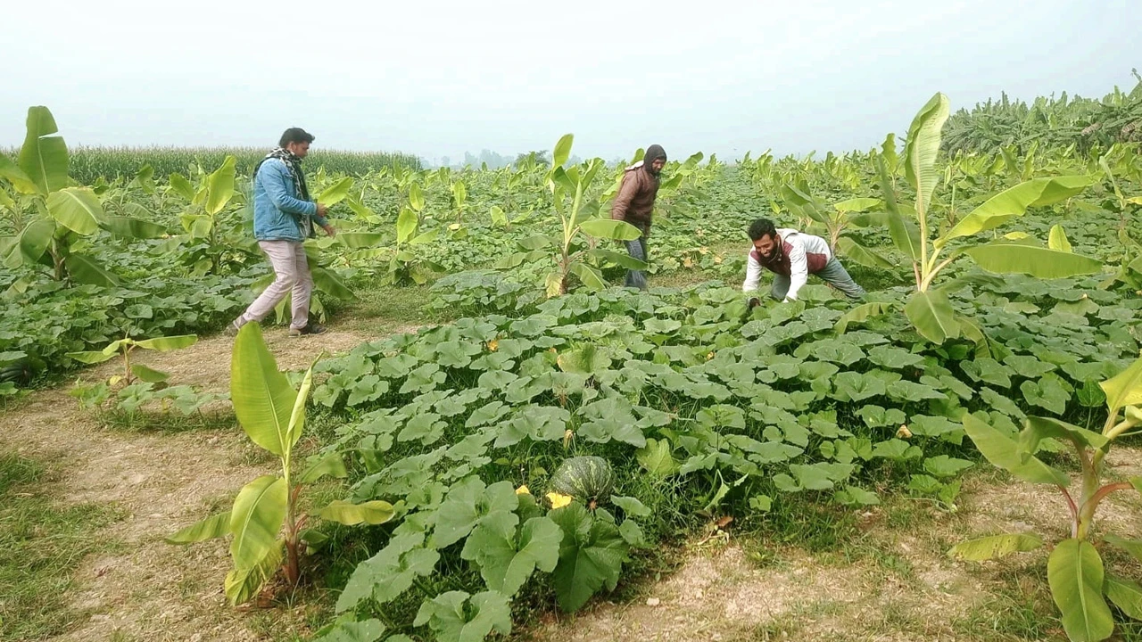 কুমড়াক্ষেতে ফলবে কলা, ভুট্টায় কৌশলি চরাঞ্চলের চাষি
