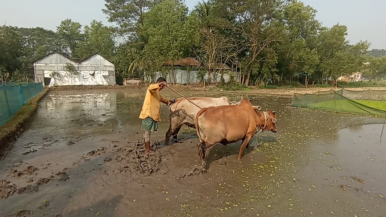 বিলুপ্তির পথে গরু দিয়ে হালচাষ