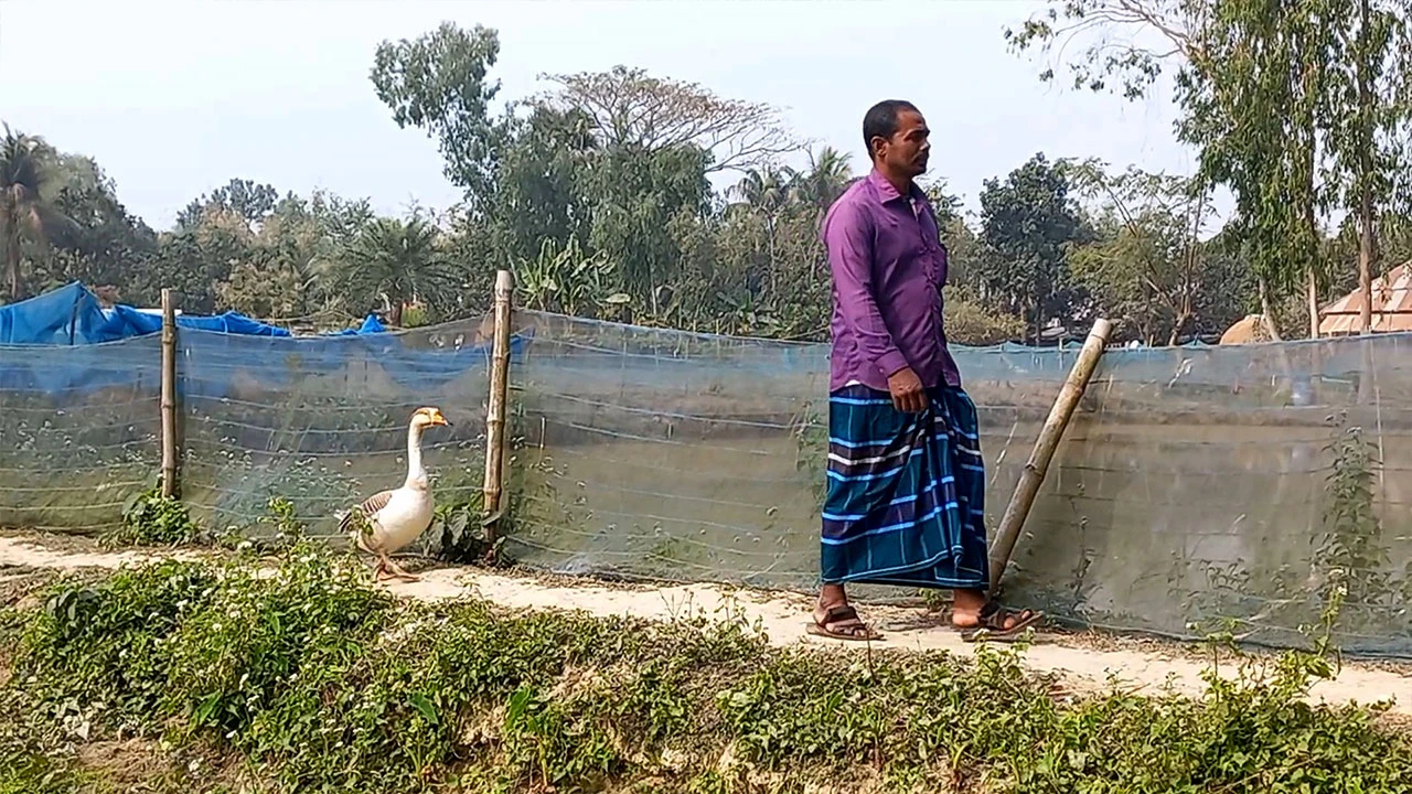মালিক যেখানেই যান, পেছনে ছুটে চলে পোষা রাজহাঁস