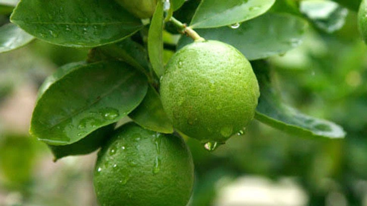 ছয়-সাত টাকার লেবু ঢাকায় এসে ২০ টাকা হয় কেন?