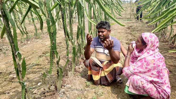 কৃষকের ২ হাজার ড্রাগন ফলের গাছ কেটে ফেলল দুর্বৃত্তরা