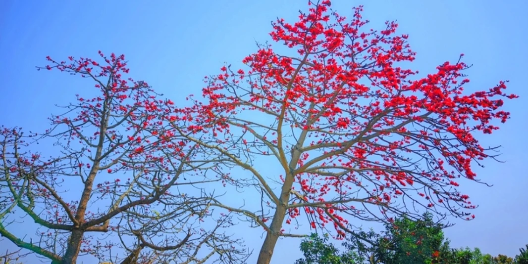 সৌন্দর্য মেলে ধরেছে বসন্তের রূপকন্যা শিমুল