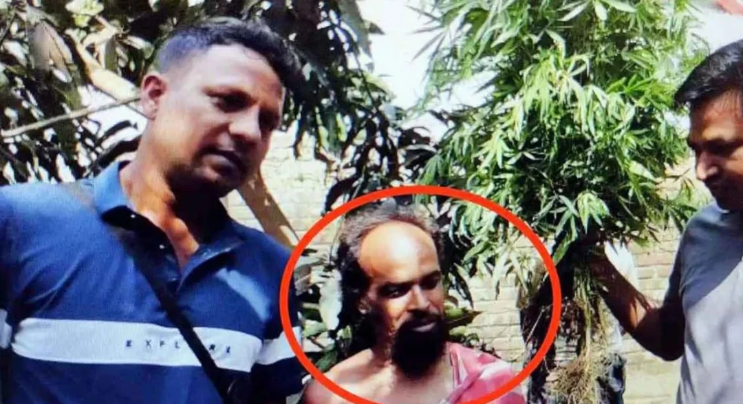 দাম বেশি তাই বাড়ির উঠানে গাঁজা চাষ