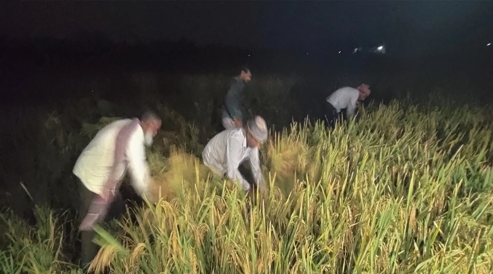 চাঁদের আলোয় ধান কাটেছেন কৃষকরা