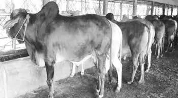 হিটস্ট্রোকে মরছে গবাদিপশু-মুরগি, খামারিদের হাহাকার