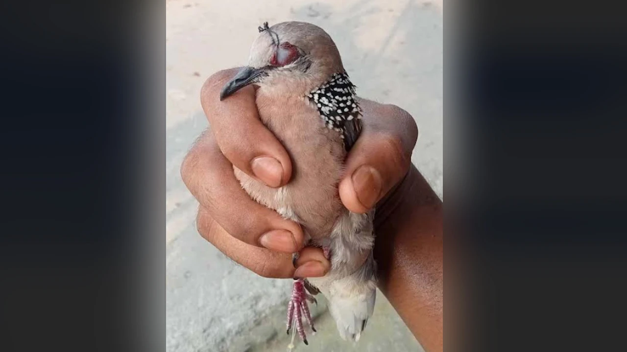 জীবিত ঘুঘুর চোখ সেলাই করে ফাঁদ পেতে পাখি শিকার