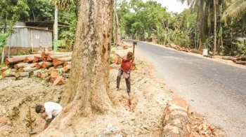 সর্বোচ্চ তাপমাত্রার যশোরে উন্নয়নের নামে গাছ কাটার হিড়িক