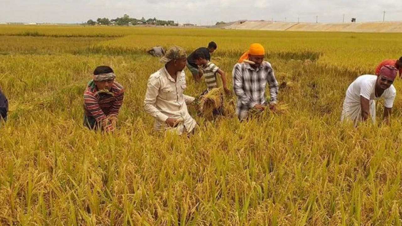তীব্র গরমে ধান কাটতে গিয়ে দিনমজুরের মৃত্যু