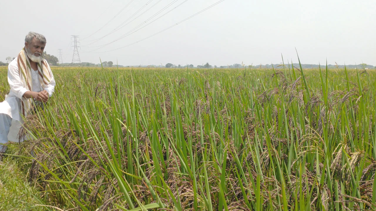 যশোরে কালো ধান চাষে সফল বিপলু