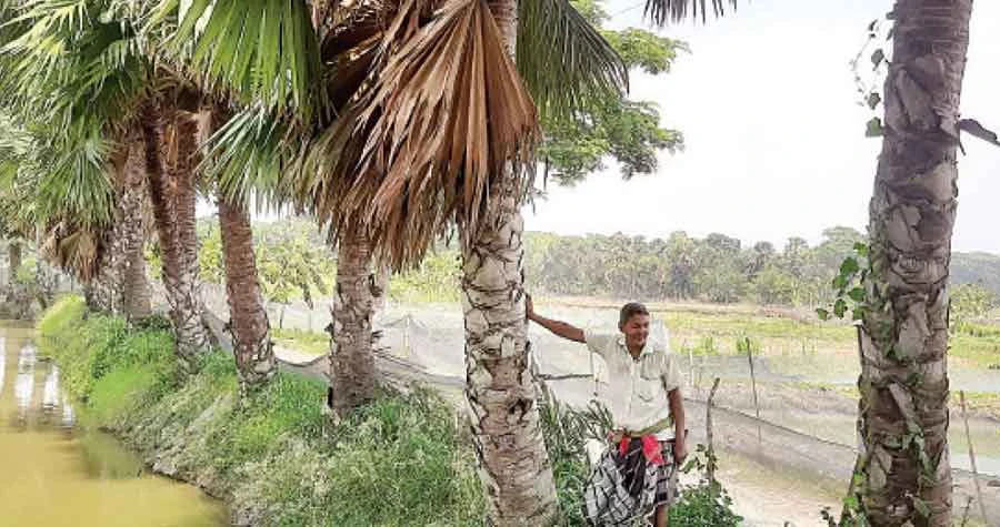 ১৬ বছরে যশোরের চিত্তরঞ্জন লাগিয়েছে তিন লাখ তালগাছ
