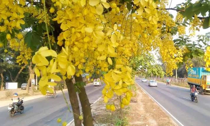 মহাসড়কে সৌন্দর্য বিলিয়ে যাচ্ছে সোনালু ফুল