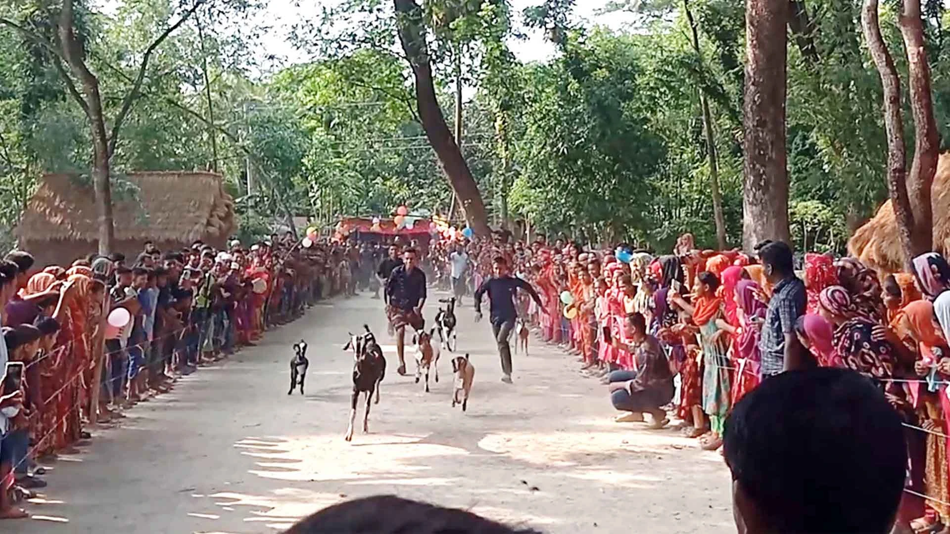 এলাকাবাসীকে বিনোদন দিতে কেশবপুরে ছাগলের দৌড় প্রতিযোগিতা