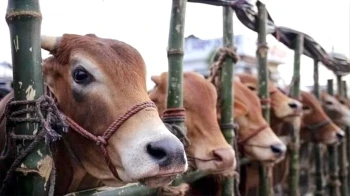 এক হাটের গরু অন্য হাটে নিলে ছিনতাই মামলা: ডিএমপি