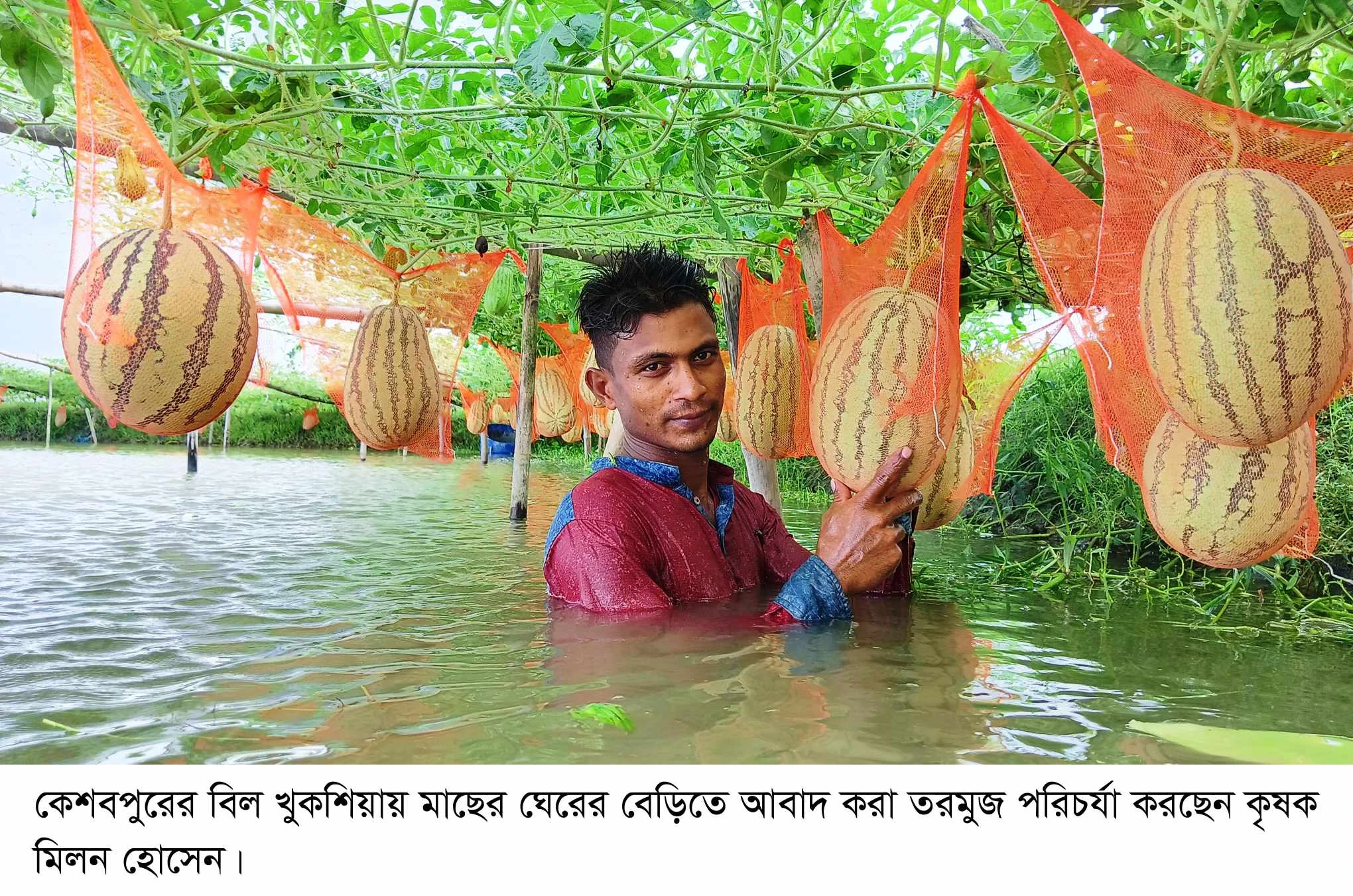 বিল খুকশিয়ায় গ্রীষ্মকালীন তরমুজে কৃষকের হাসি