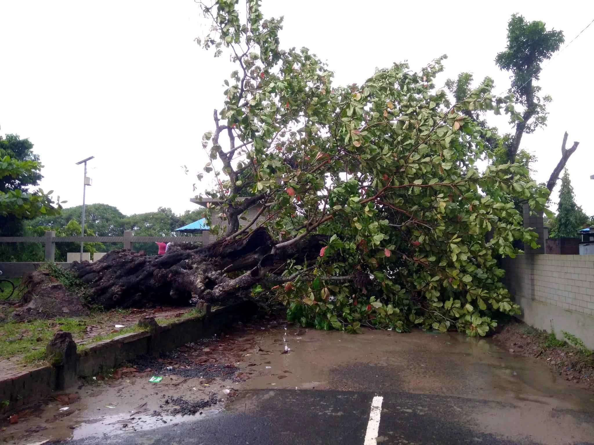 মধুসূদনের স্মৃতি বিজড়িত কাঠবাদাম গাছটি উপড়ে পড়লো ঝড়ে