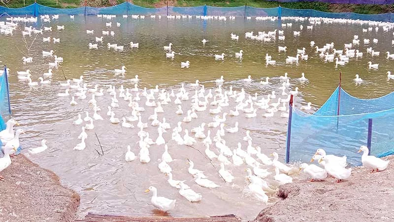 সাতক্ষীরায় বেলজিয়ান সাদা হাসের খামার: ১০ লাখ টাকার সাফল্য