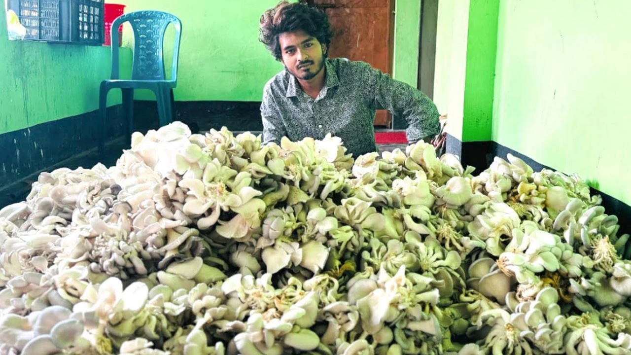 মাশরুম চাষে সাফল্য: মহাইমিনের মাসিক আয় লাখ টাকা