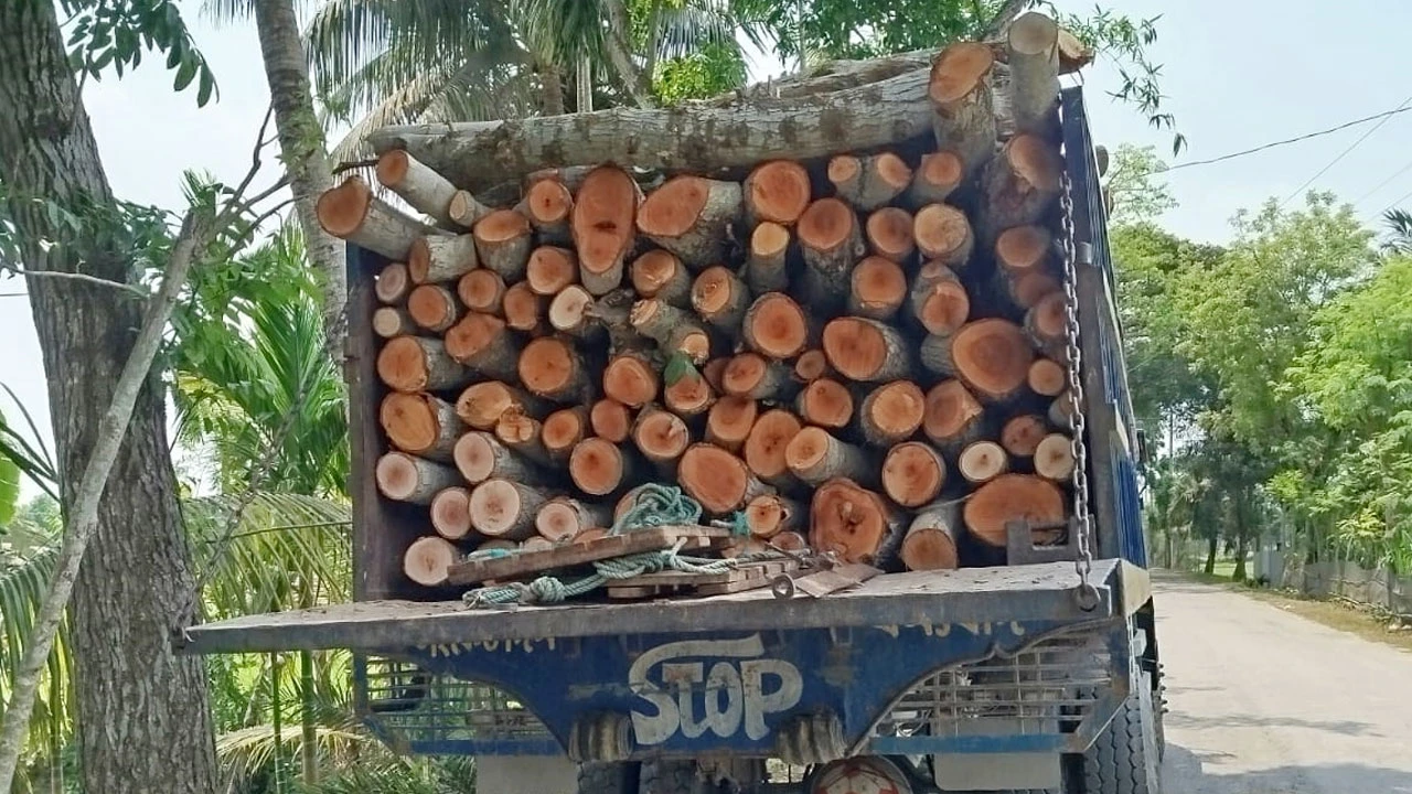 সরকারি গাছ কেটে বিক্রি,  ইউপি চেয়ারম্যানসহ ১৩ জনের নামে মামলা